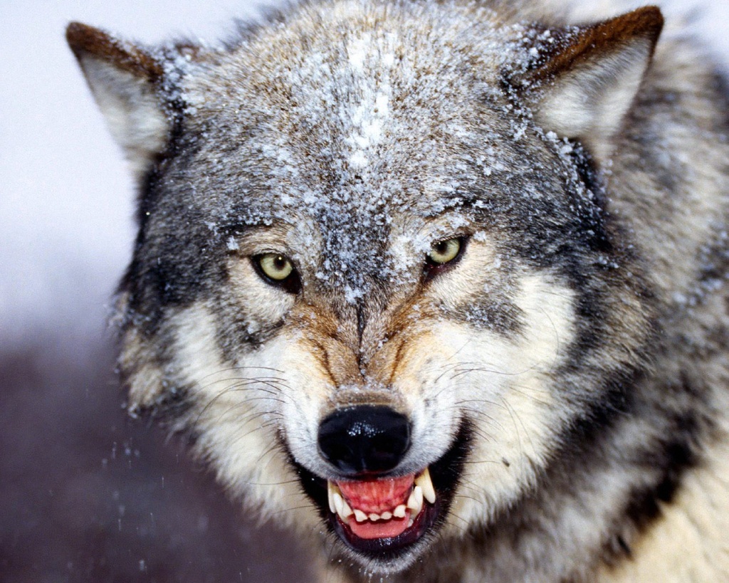 Wildlife Photography
